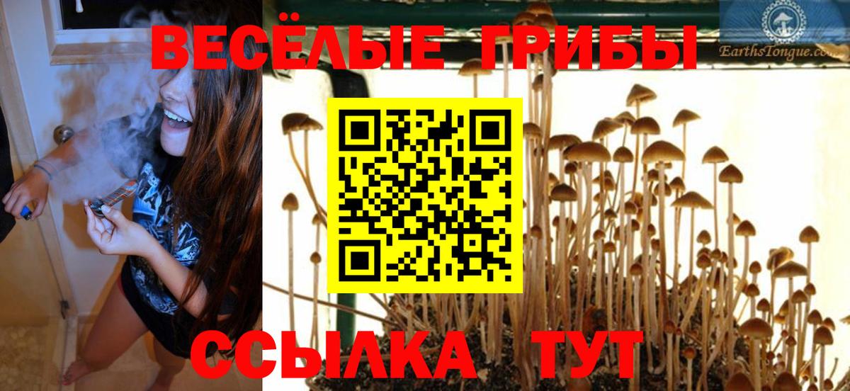 купить наркотики цена  Вход с VPN  Большой Камень  Галлюциногенные грибы Cubensis 